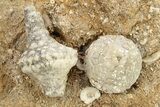 Two Mississippian Crinoid (Eutrochocrinus & Azygocrinus) - Iowa #262441-1